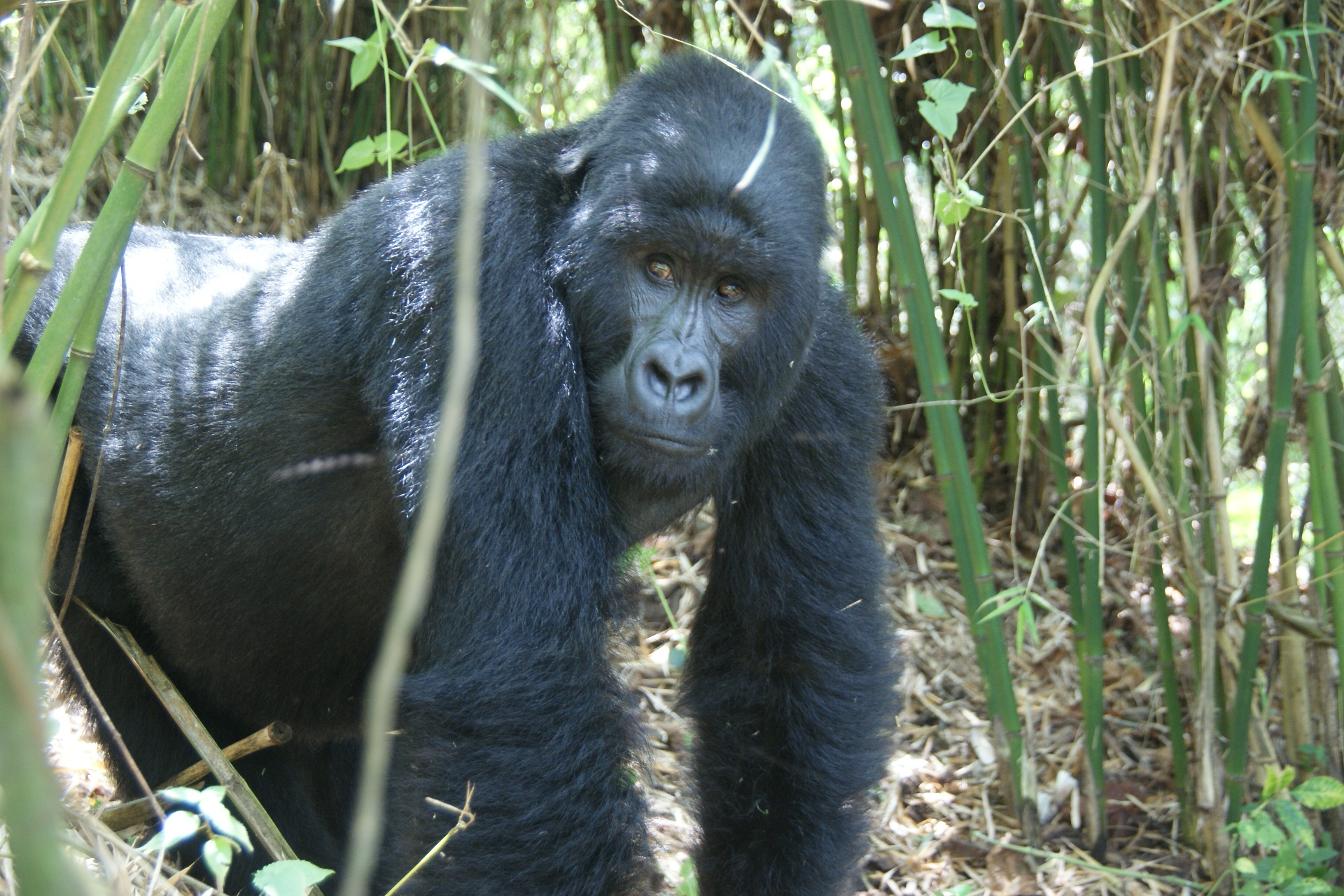 A la découverte du Kivu